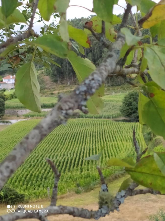 Casa Das Japoneiras Paredes de Coura Kültér fotó