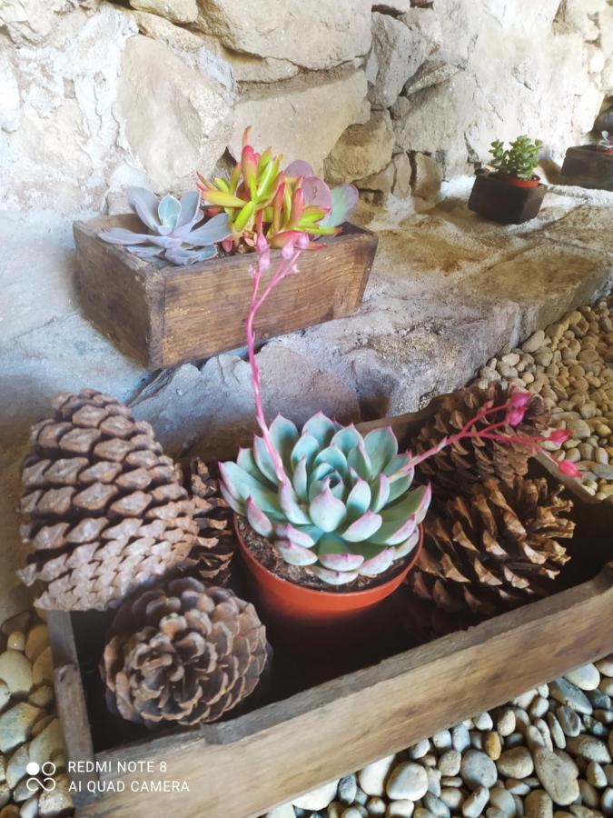 Casa Das Japoneiras Paredes de Coura Kültér fotó